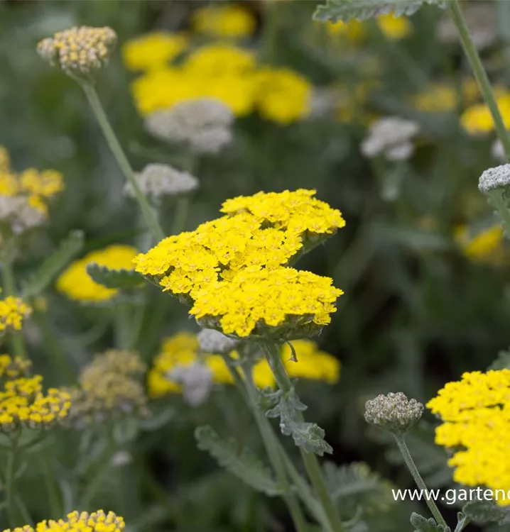 Garten Goldquirl Garbe Moonshine