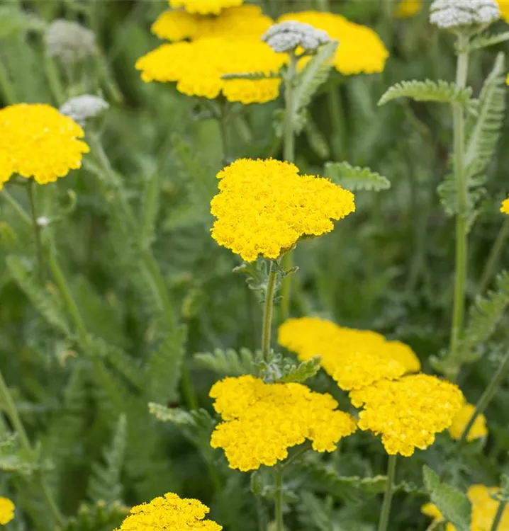 Garten Goldquirl Garbe Moonshine