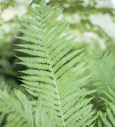 Athyrium filix-femina Athyrium filix-femina