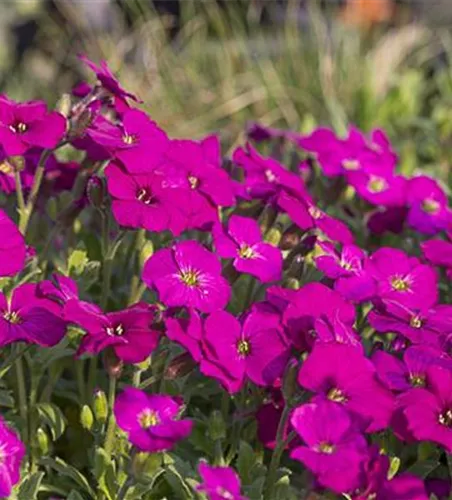 Aubrieta x cult.'Regado Red'