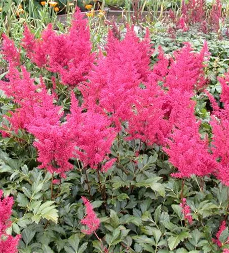 Garten-Prachtspiere 'Montgomery'