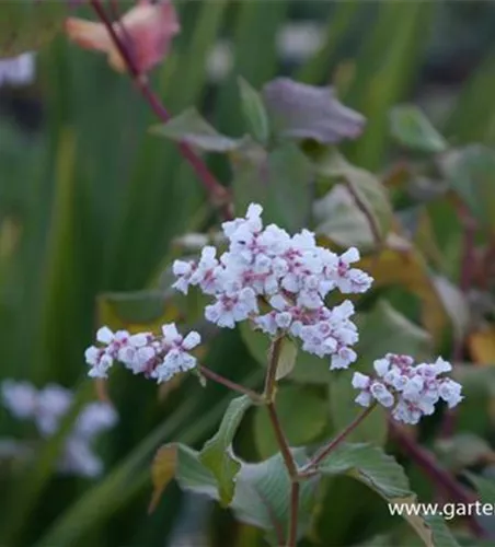 Garten-Glockenknöterich 'Southcomb White'