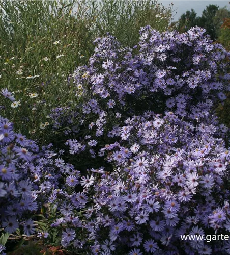Garten-Schleier-Aster 'Ideal' Garten-Schleier-Aster 'Ideal'