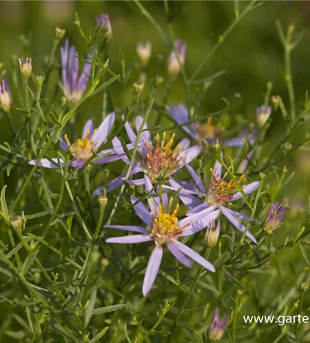 Niedrige Garten-Aster 'Nanus' Niedrige Garten-Aster 'Nanus'