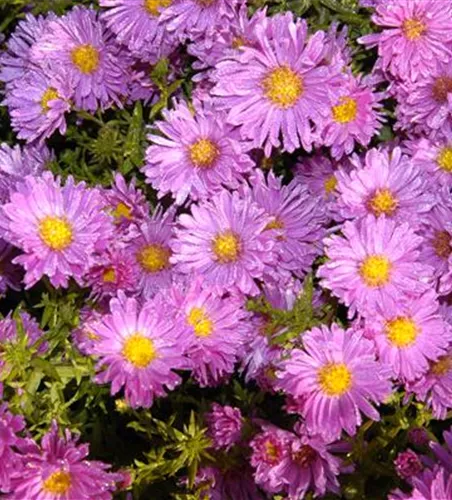 Niedrige Garten-Aster 'Happy End' Niedrige Garten-Aster 'Happy End'