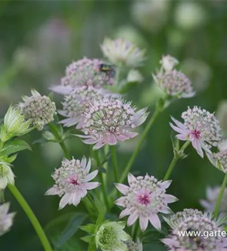 Astrantia major 'Star of Billion' -R-