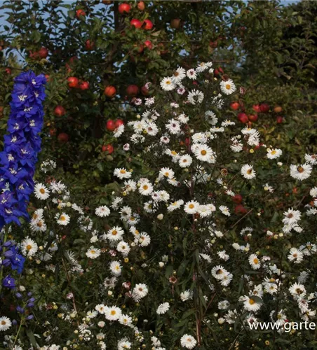 Garten-Glattblatt-Aster 'Schneekuppe'