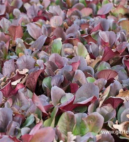 Bergenia purpurascens 'Winterglut'