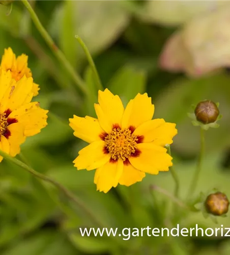 Coreopsis lanceolata 'Sterntaler'