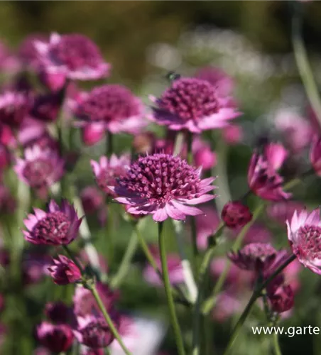 Astrantia major 'Roma' -R-