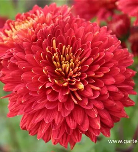 Chrysanthemum x hort.'Brennpunkt'