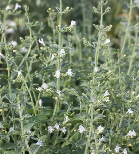 Calamintha nepeta 'Weißer Riese'