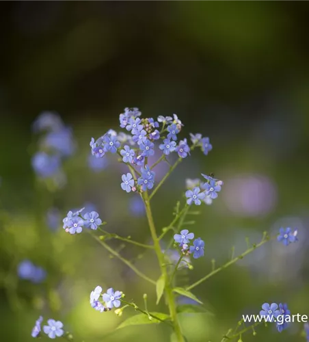 Brunnera macrophylla