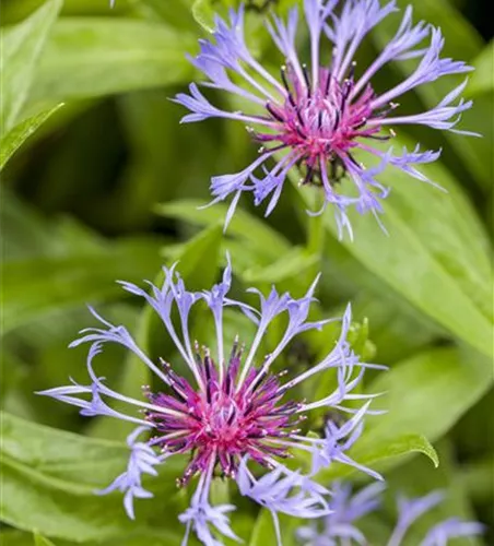 Centaurea montana