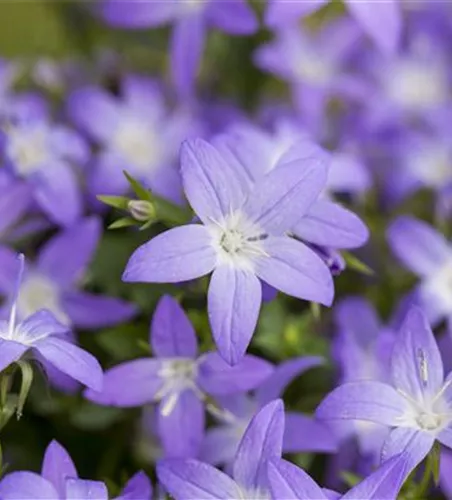 Campanula garganica 'Filigree'