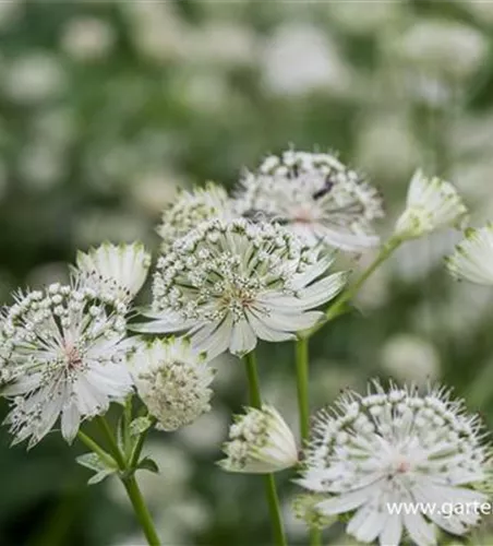 Astrantia major 'Shaggy'