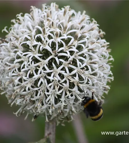 Weißwollige Kugeldistel