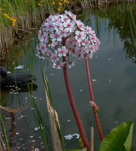 Darmera peltata