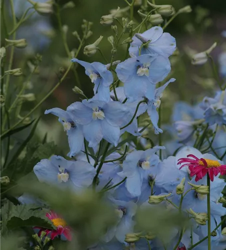 Delphinium x bellad.'Ballkleid'
