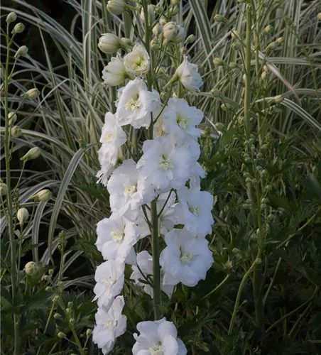 Rittersporn 'Diamant'