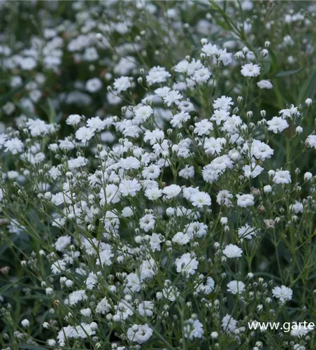 Gypsophila repens 'Compacta Plena'