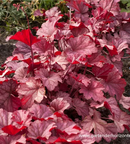 Heuchera villosa 'Berry Smoothie' -R-