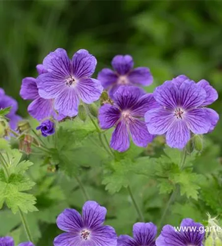 Geranium ibericum 'Vital'