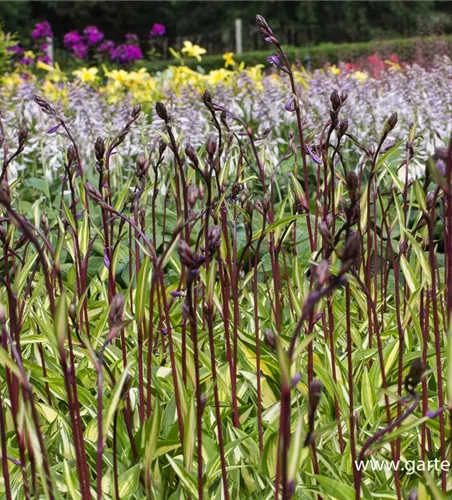 Zweifarbige Garten-Funkie 'Cherry Berry'