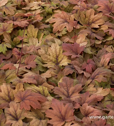 Heucherella(x) tiarell.'Sweet Tea' -R-