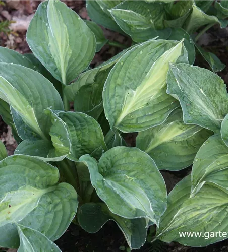 Hosta x fortunei 'Striptease'