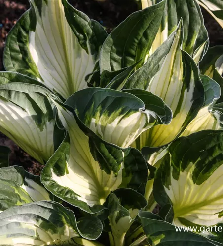 Hosta x fortunei 'Whirlwind'