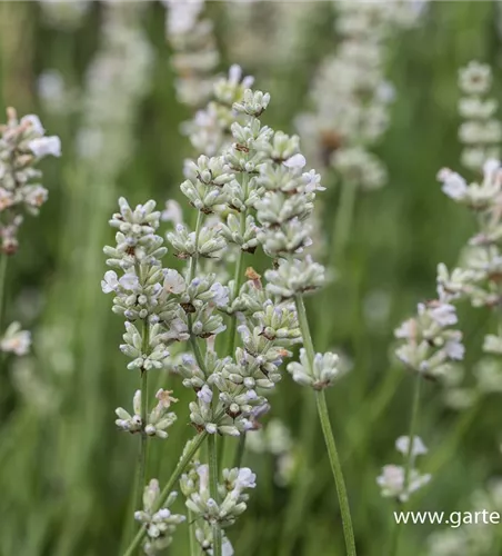 Lavandula angustifolia 'Arctic Snow'