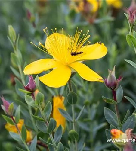 Hypericum polyphyllum 'Grandiflorum'