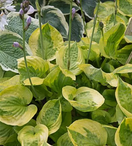 Weißrand-Funkie 'Liberty'