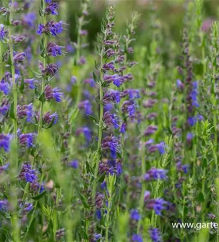 Hyssopus officinalis