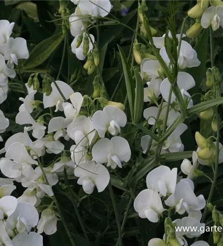 Lathyrus latifolius 'Weiße Perle'