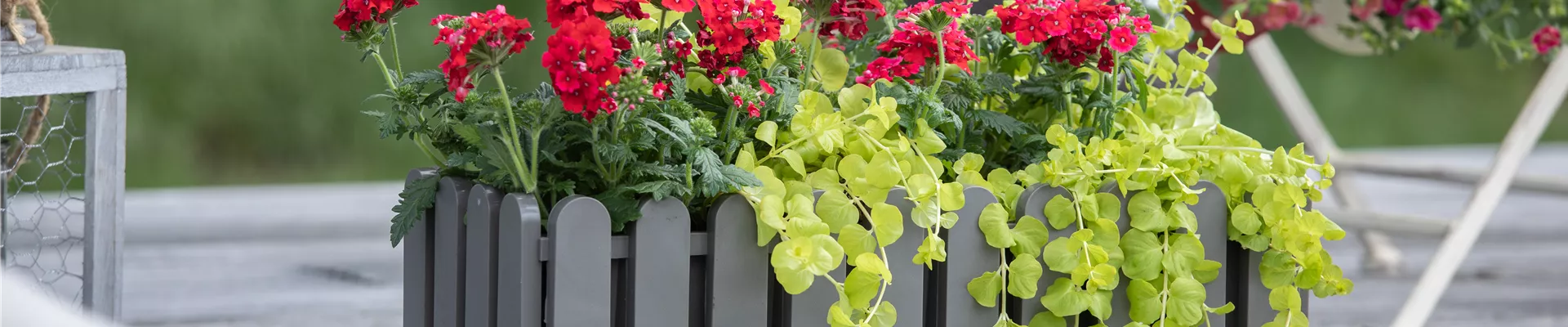 Verbena aufrecht, rot