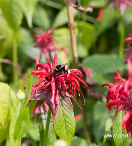 Monarda didyma 'Squaw'