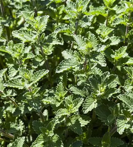 Garten-Bastard-Katzenminze 'Alba'