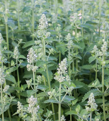 Echte Katzenminze 'Citriodora'