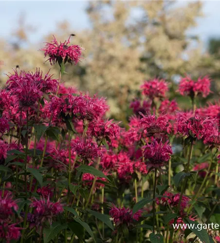 Monarda didyma 'Balance'