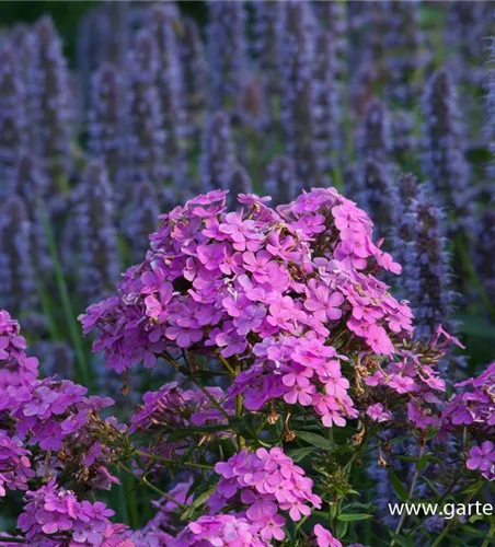 Hohe Garten-Flammenblume 'Hesperis'