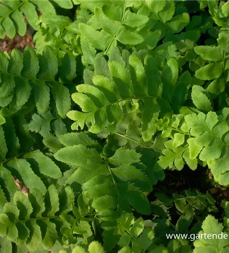Polystichum acrostichoides Polystichum acrostichoides