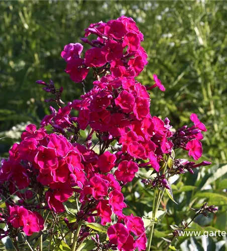 Hohe Flammenblume Hohe Flammenblume