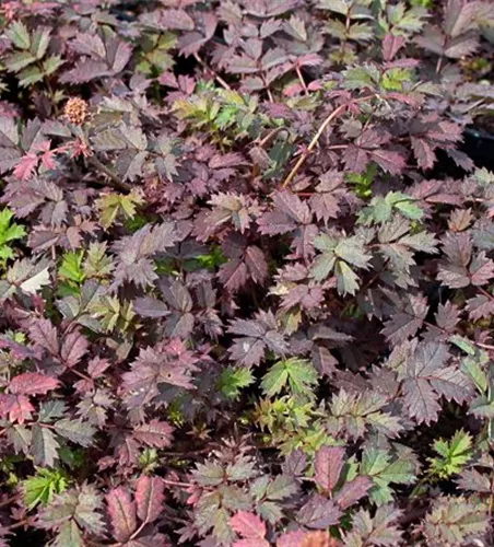 Garten-Stachelnüsschen 'Kupferteppich'