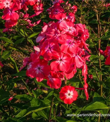 Hohe Flammenblume Hohe Flammenblume