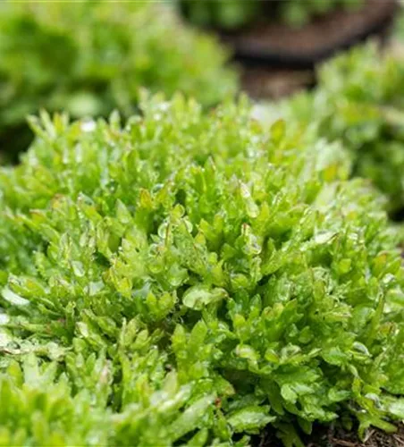 Garten-Moos-Steinbrech 'Peter Pan'