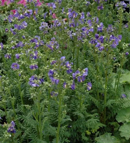 Blaublühende Jakobsleiter