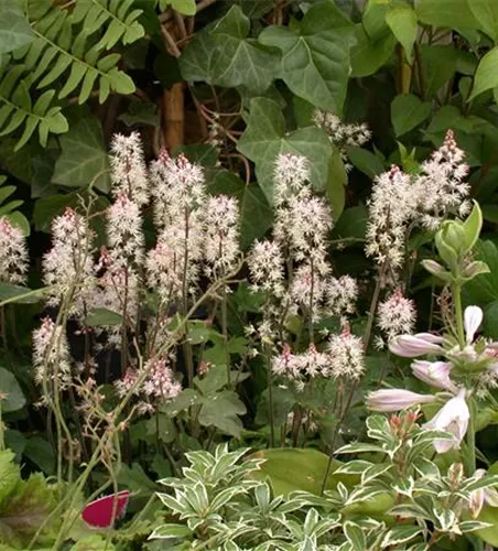Zipfelblättrige Garten-Schaumblüte