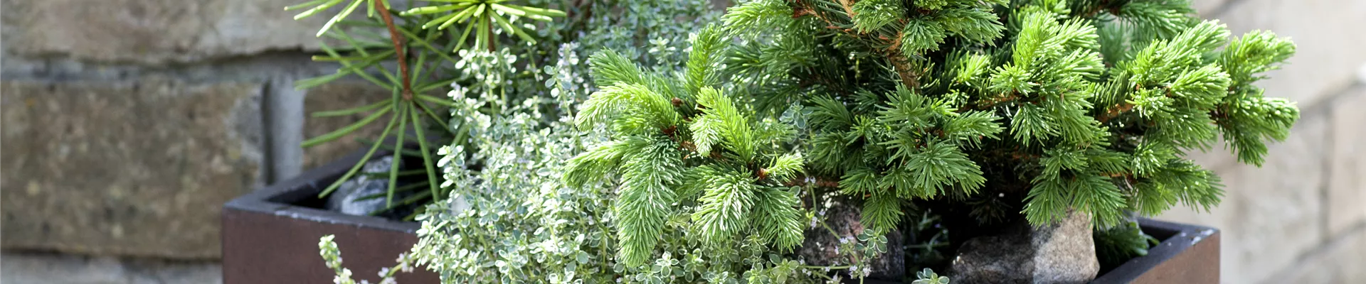Pflanzkübel Picea